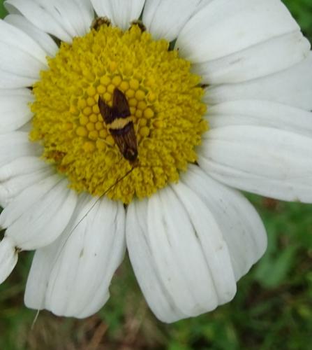 Adela croesella